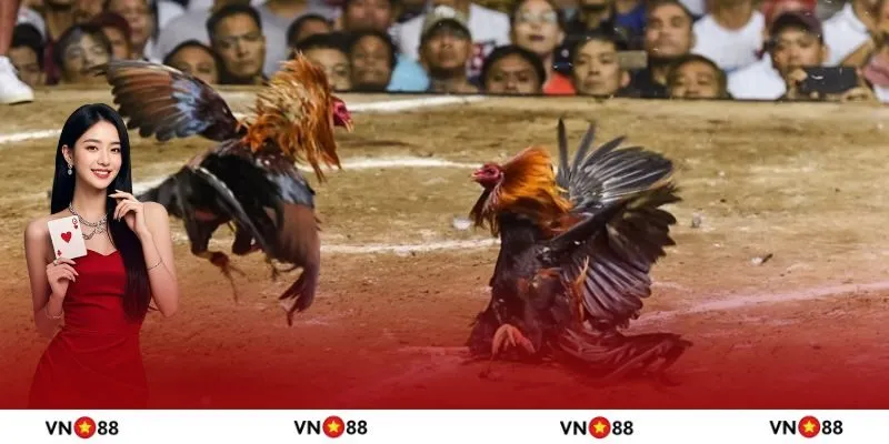 Bộ môn đá gà cựa sắt có gì thú vị