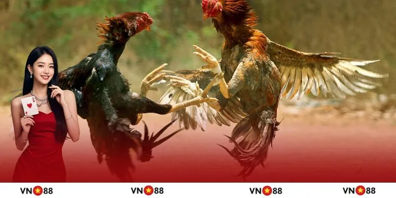 Cách thức thi đấu của một trận đá gà đòn 