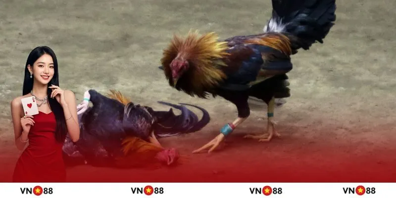 Chiến lược cược chọi gà cựa sắt thắng dễ dàng