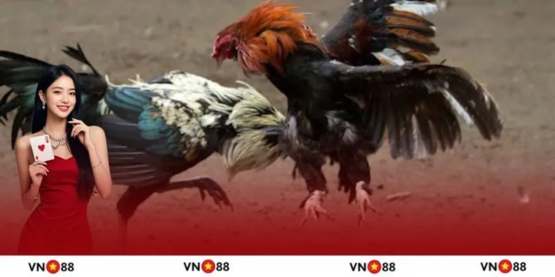 Sức hấp dẫn của bộ môn đá gà đòn 